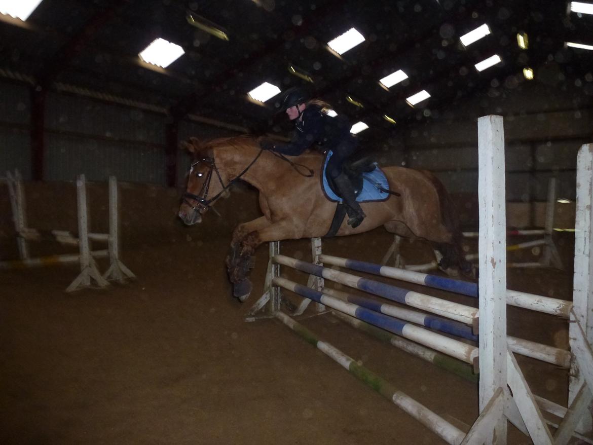 Anden særlig race Casmir billede 14