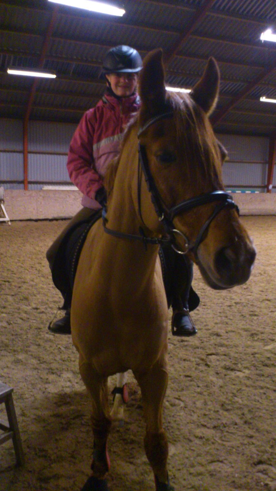 Anden særlig race Casmir billede 19