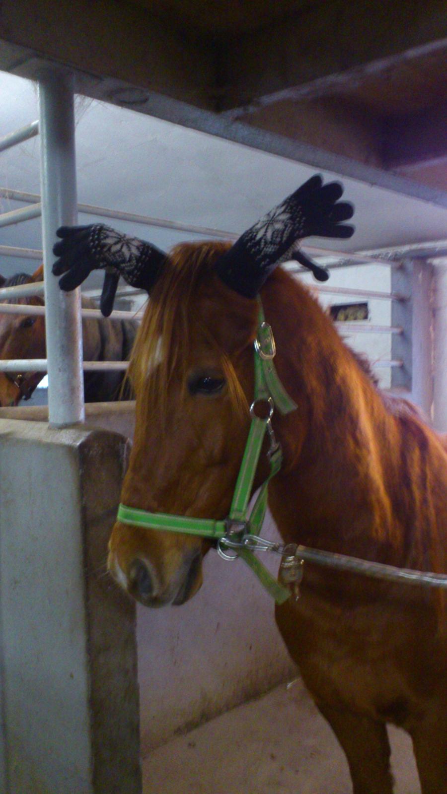 Anden særlig race Casmir billede 22