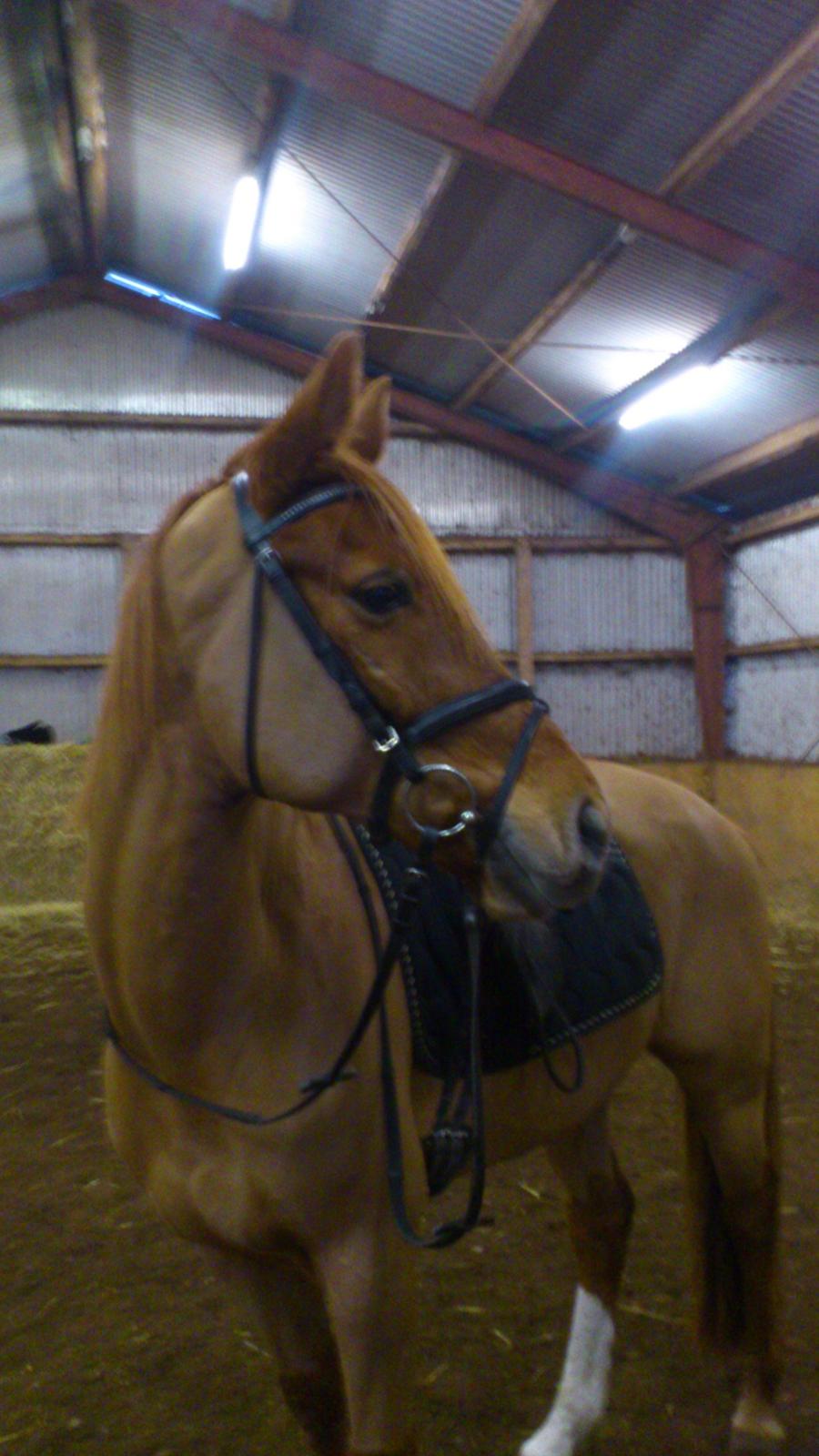 Anden særlig race Casmir billede 17