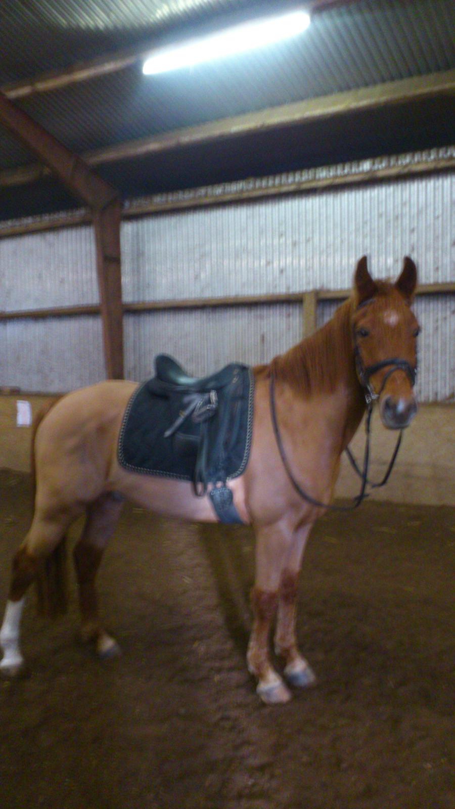 Anden særlig race Casmir billede 16