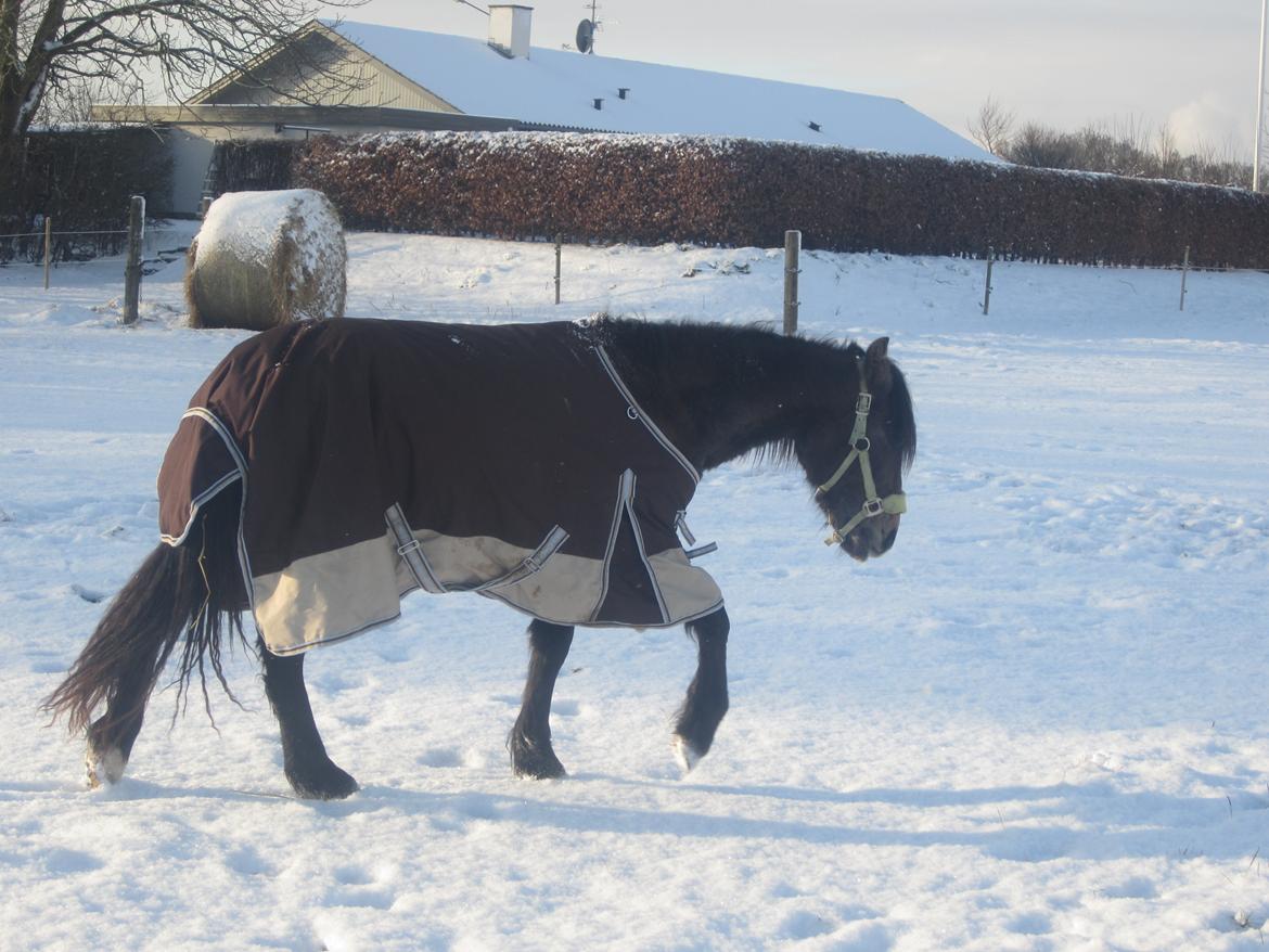 Irish Cob Crossbreed mammut billede 4