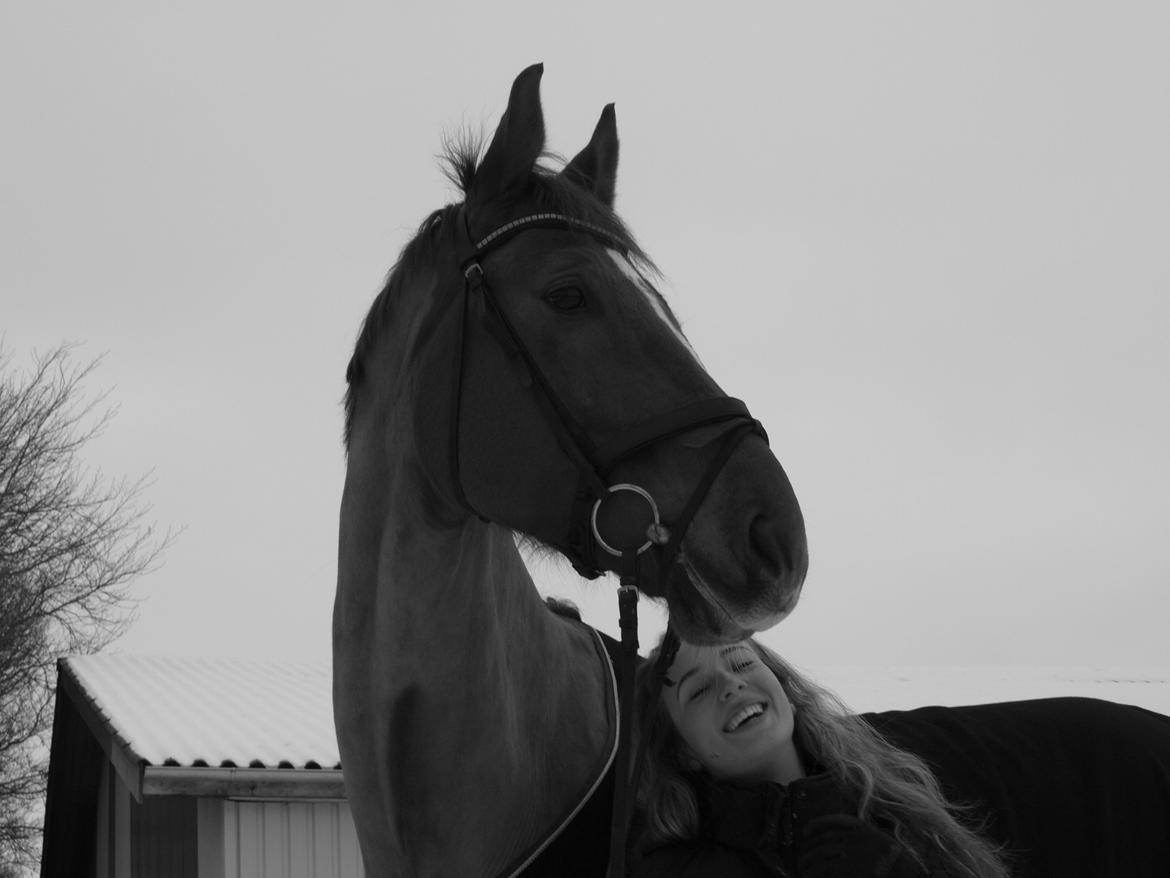 Dansk Varmblod Rolsted´s Cashot billede 16