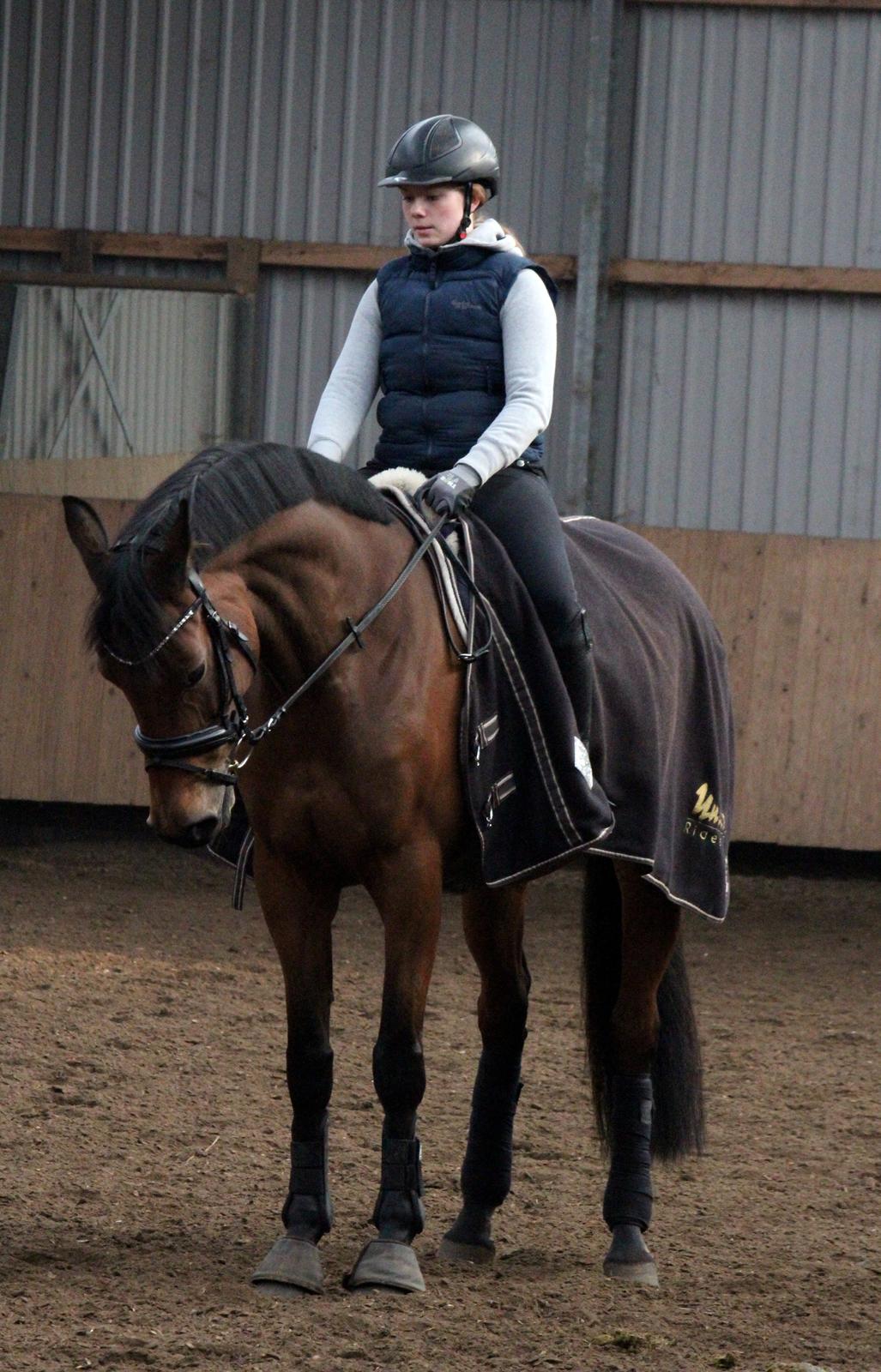 Dansk Varmblod QUENNEL - 17/2-2013 Foto: Louise Pedersen m. mit kamera billede 14