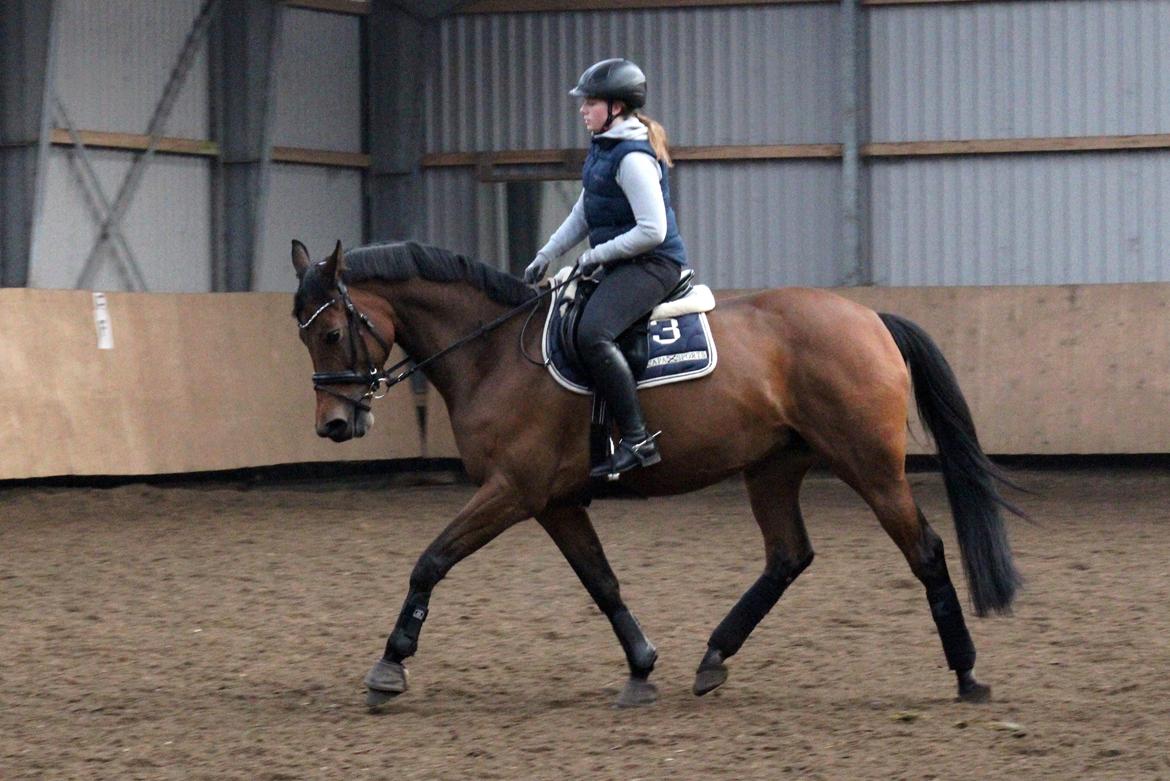 Dansk Varmblod QUENNEL - 17/2-2013 Foto: Louise Pedersen m. mit kamera billede 3