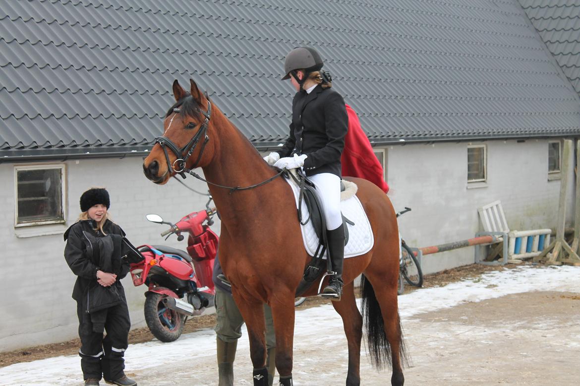 Arabisk fuldblod (OX) Wizzard billede 18