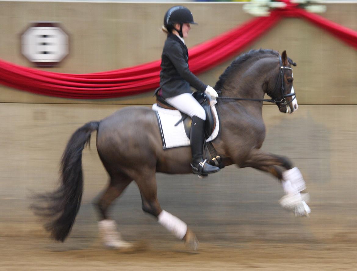 Welsh Pony (sec B) Moelgarnedd Montana A PONY - Præmieoverrækkelse på SIV billede 18