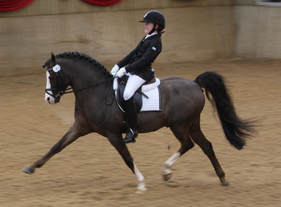 Welsh Pony (sec B) Moelgarnedd Montana A PONY billede 19