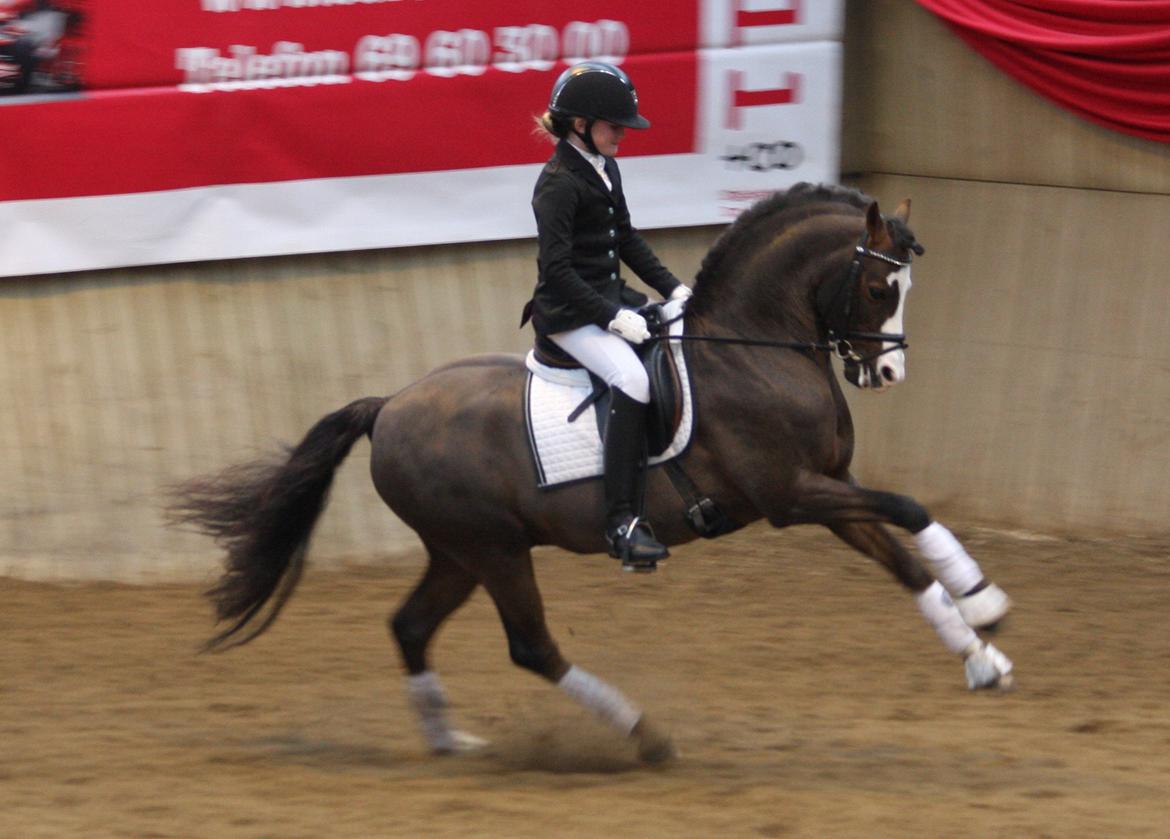 Welsh Pony (sec B) Moelgarnedd Montana A PONY - Montana er VILD med præmieoverrækkelse billede 22