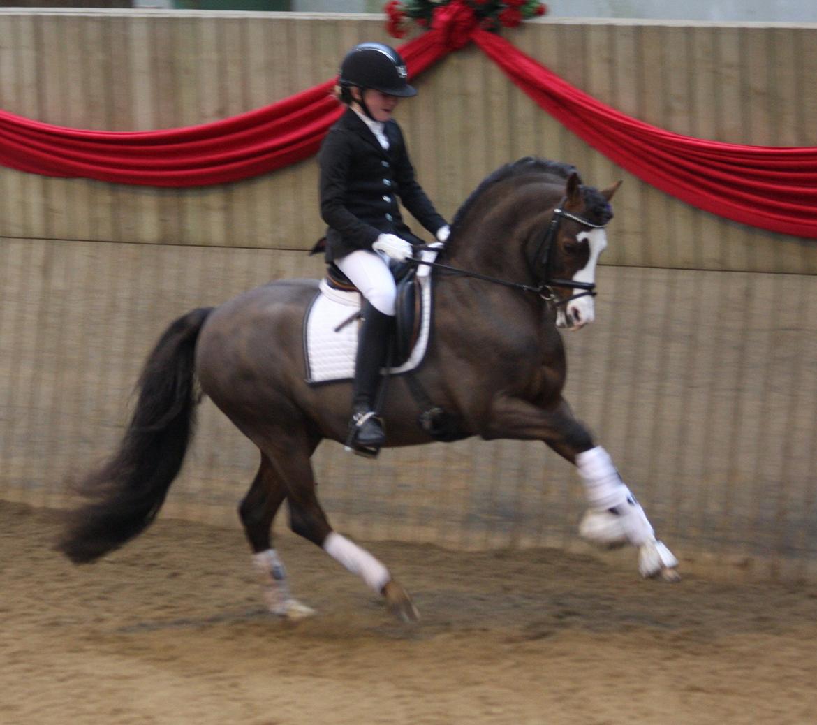 Welsh Pony (sec B) Moelgarnedd Montana A PONY - Montana i en æresrunde på SIV til B-stævne... Vi blev nr 2. i PRM billede 6