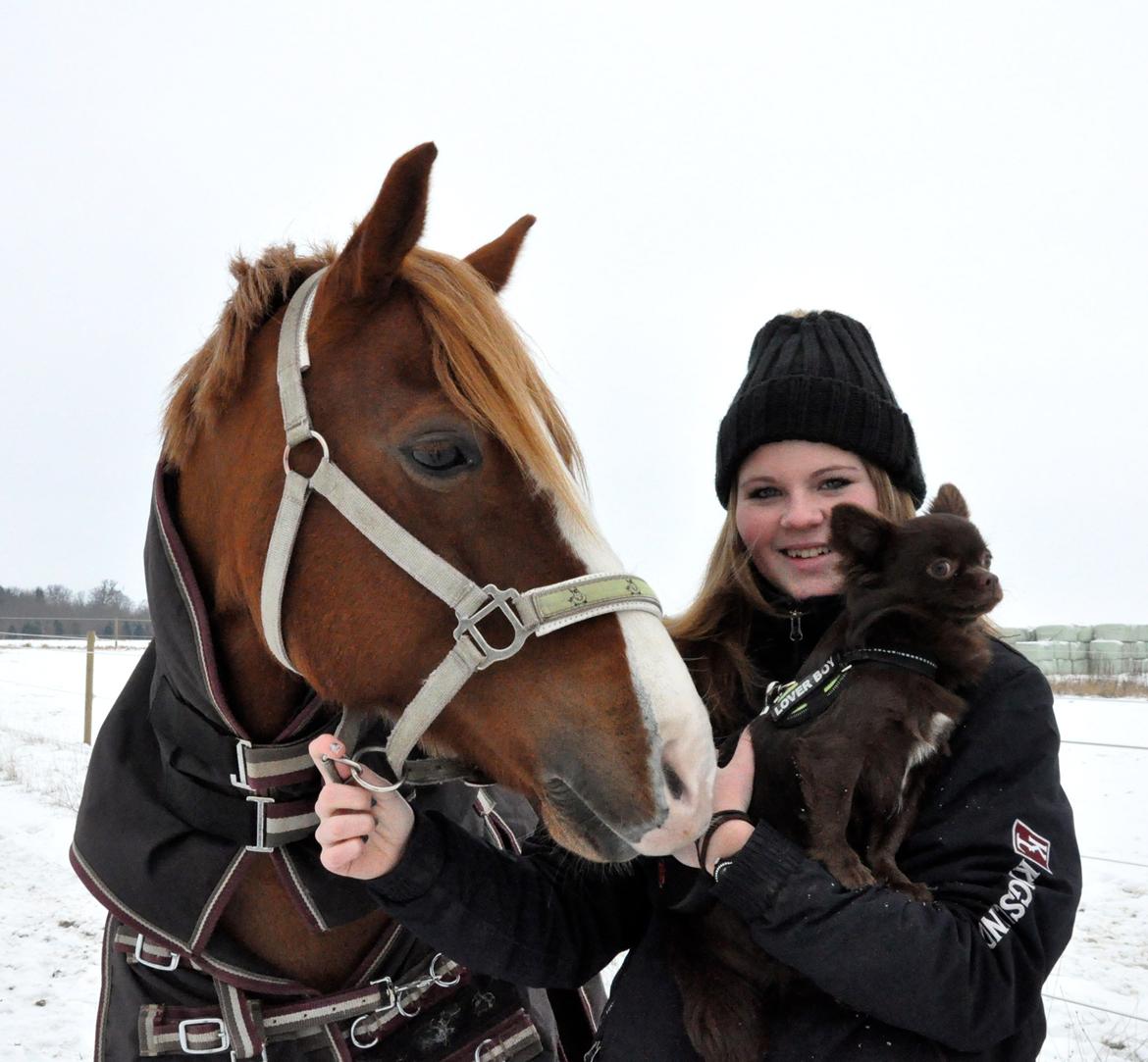 Welsh Cob (sec D) Dorthealyst Moonraker (L) - b-pony - Min lykke. Moonie & Chiko <3 foto: mor billede 1