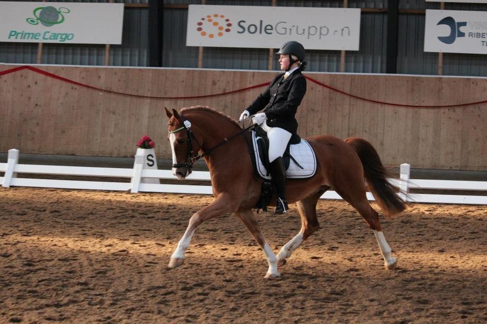 Welsh Cob (sec D) Dorthealyst Moonraker (L) - b-pony - Så fin! 
Vores sidste landsstævne sammen. her i en PRM til knap 64%. Kunne ikke ønske mig en bedre sidste tur <3 foto: Maria Mortensen billede 9