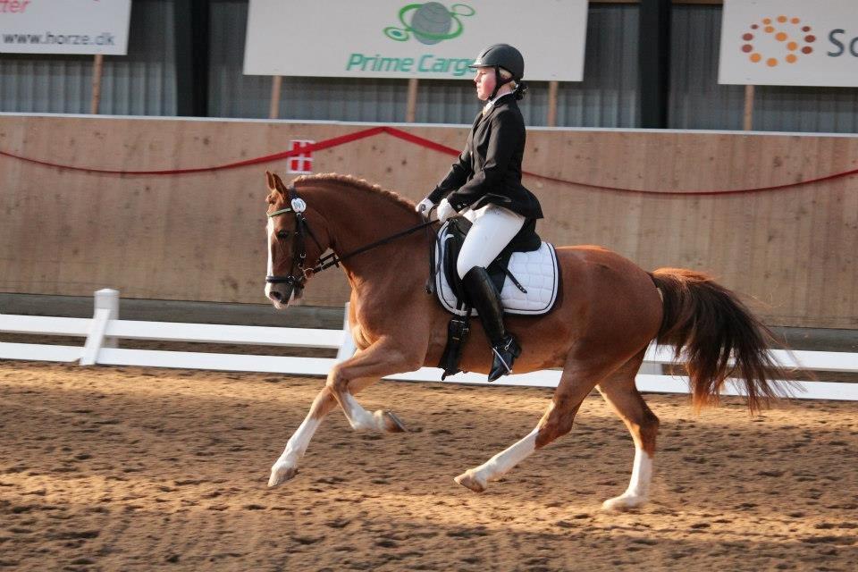 Welsh Cob (sec D) Dorthealyst Moonraker (L) - b-pony - luksus pony... foto: Maria Mortensen billede 10