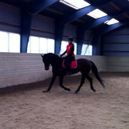 Dansk Varmblod - Fairline - Det går fremad ;3 billede 16