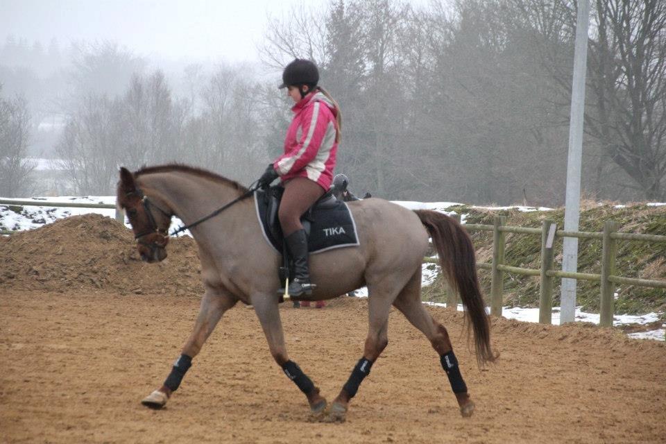 Arabisk fuldblod (OX) El Sheik Charme - Foto Berit Krintel billede 18