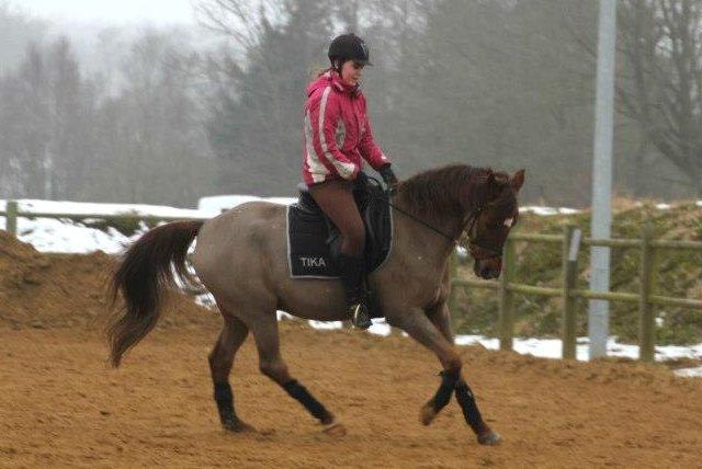 Arabisk fuldblod (OX) El Sheik Charme - Foto Berit Krintel billede 19