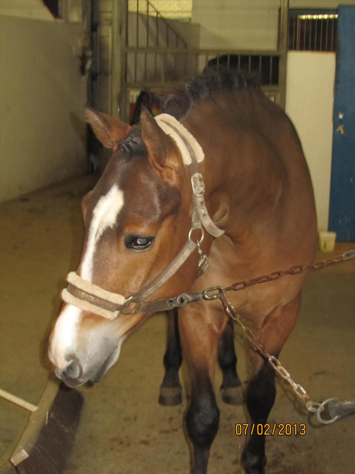 New Forest Egeballes Petroleum billede 4