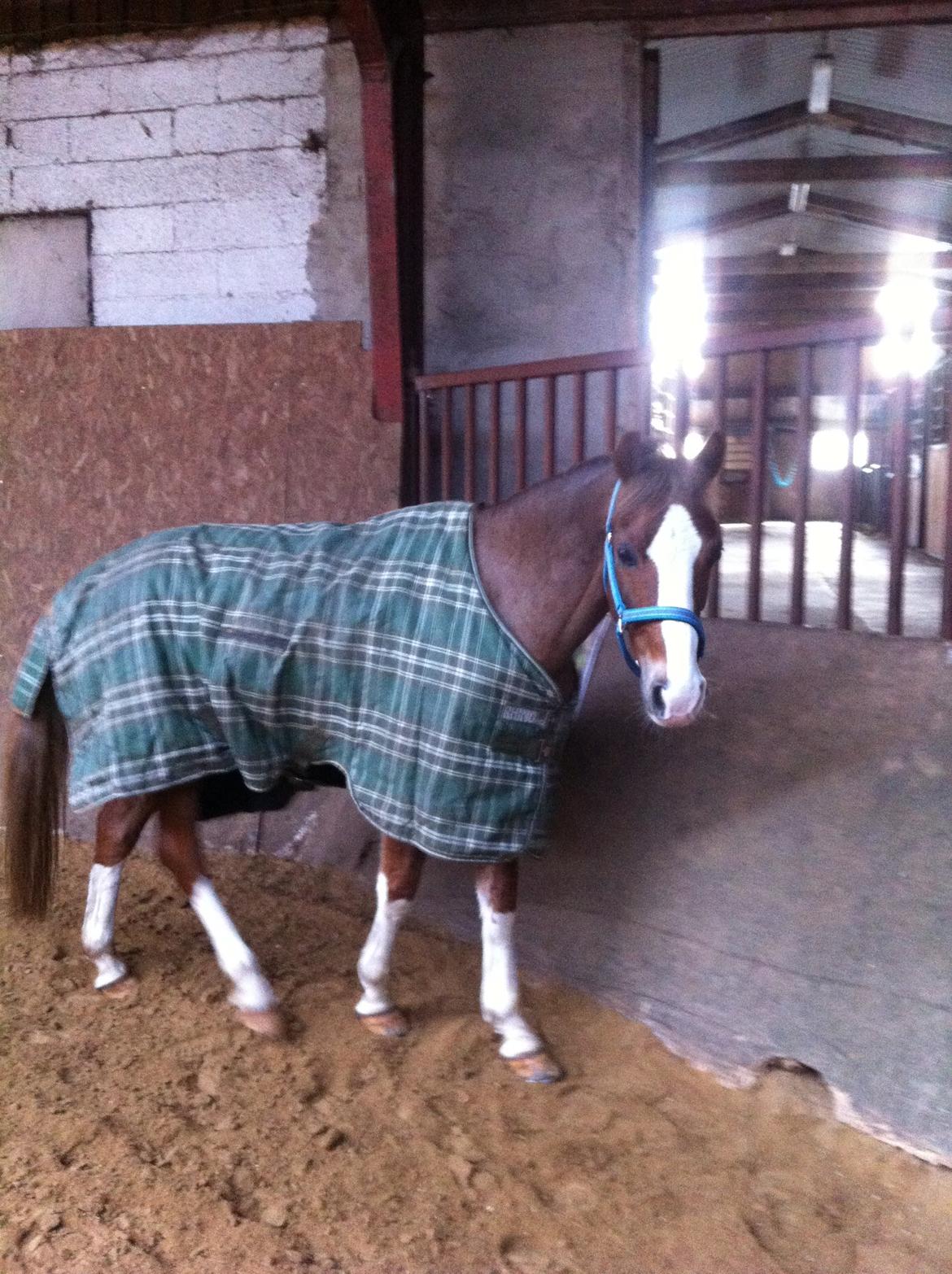 Hollandsk Sportspony U-Peter billede 2