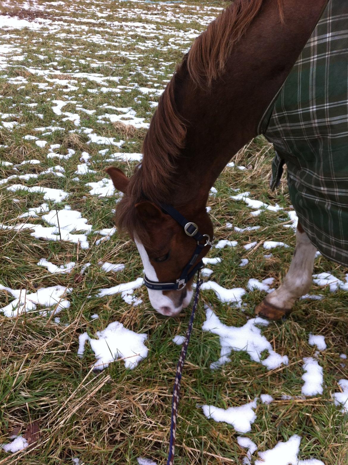 Hollandsk Sportspony U-Peter billede 3