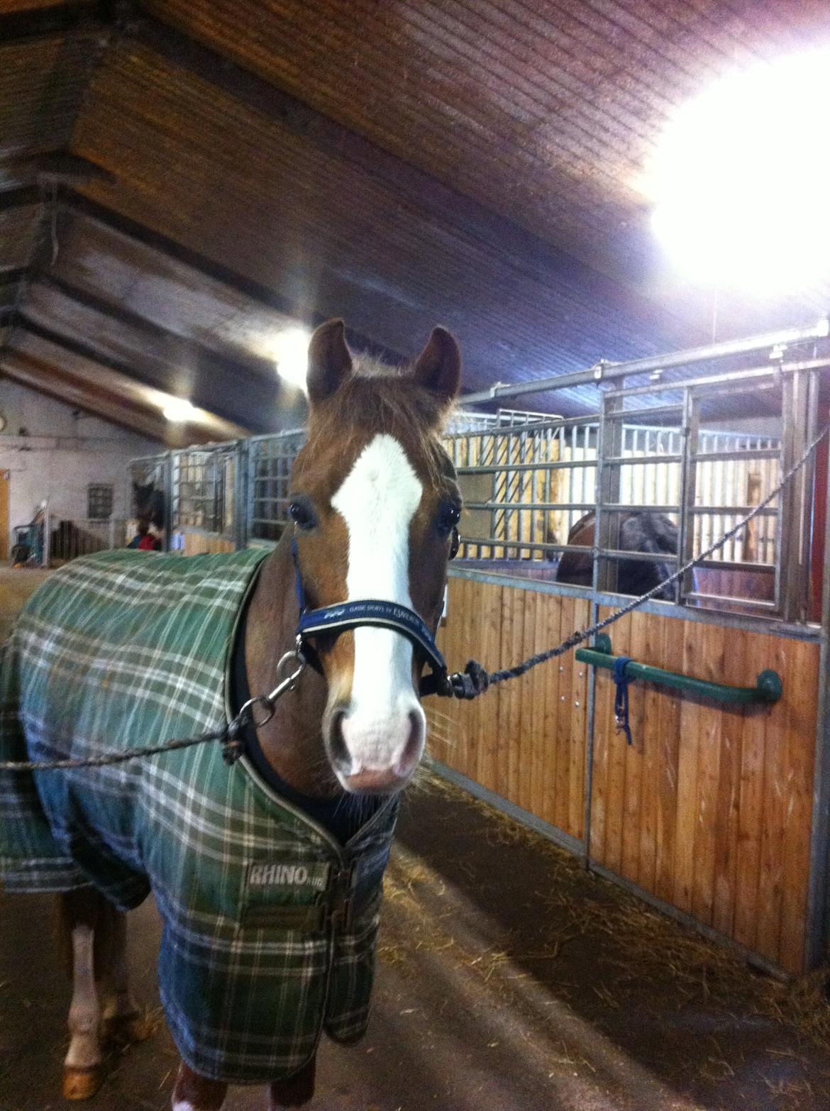 Hollandsk Sportspony U-Peter billede 4