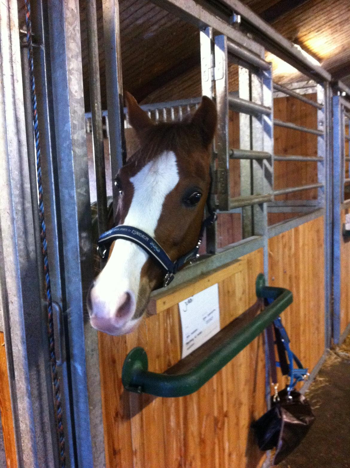 Hollandsk Sportspony U-Peter billede 5