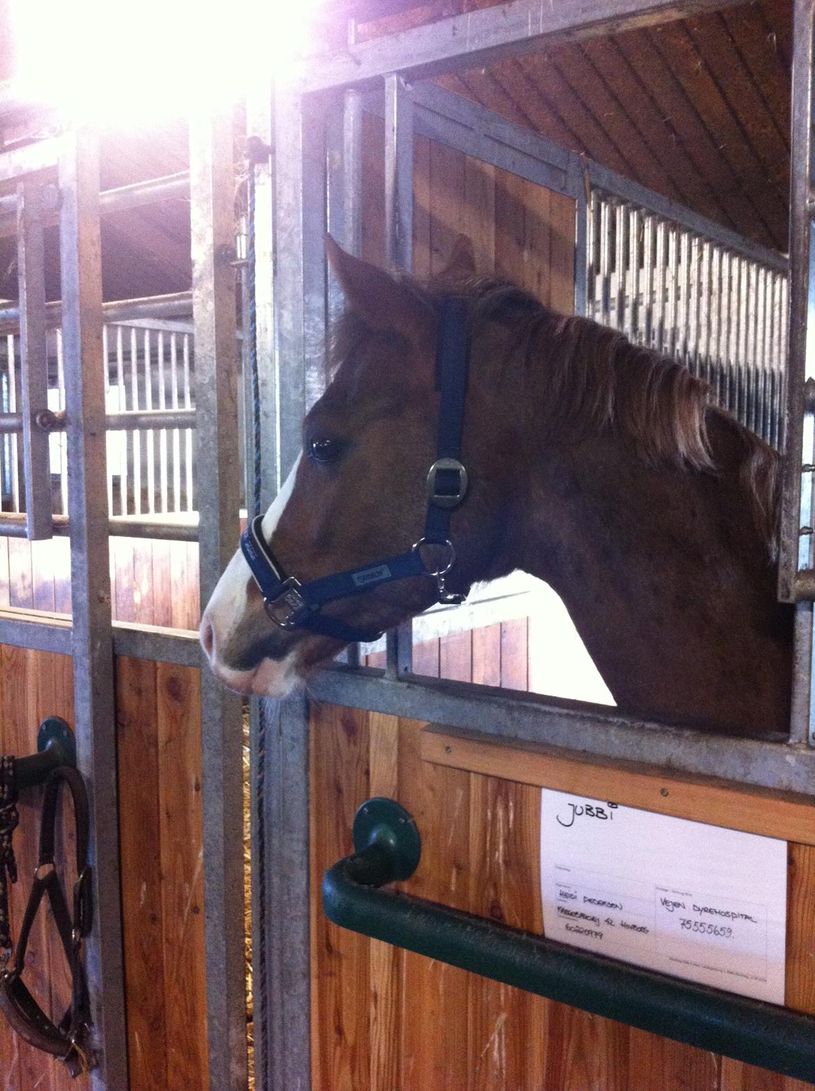 Hollandsk Sportspony U-Peter billede 6