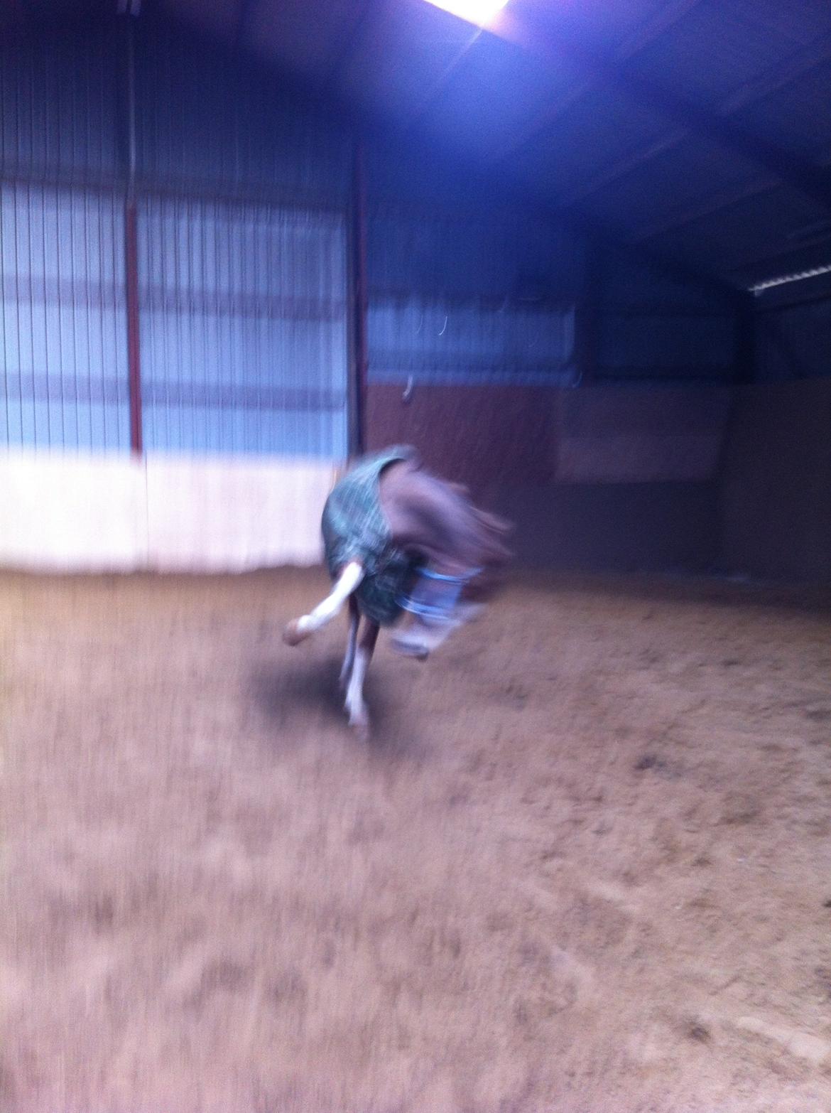 Hollandsk Sportspony U-Peter billede 7