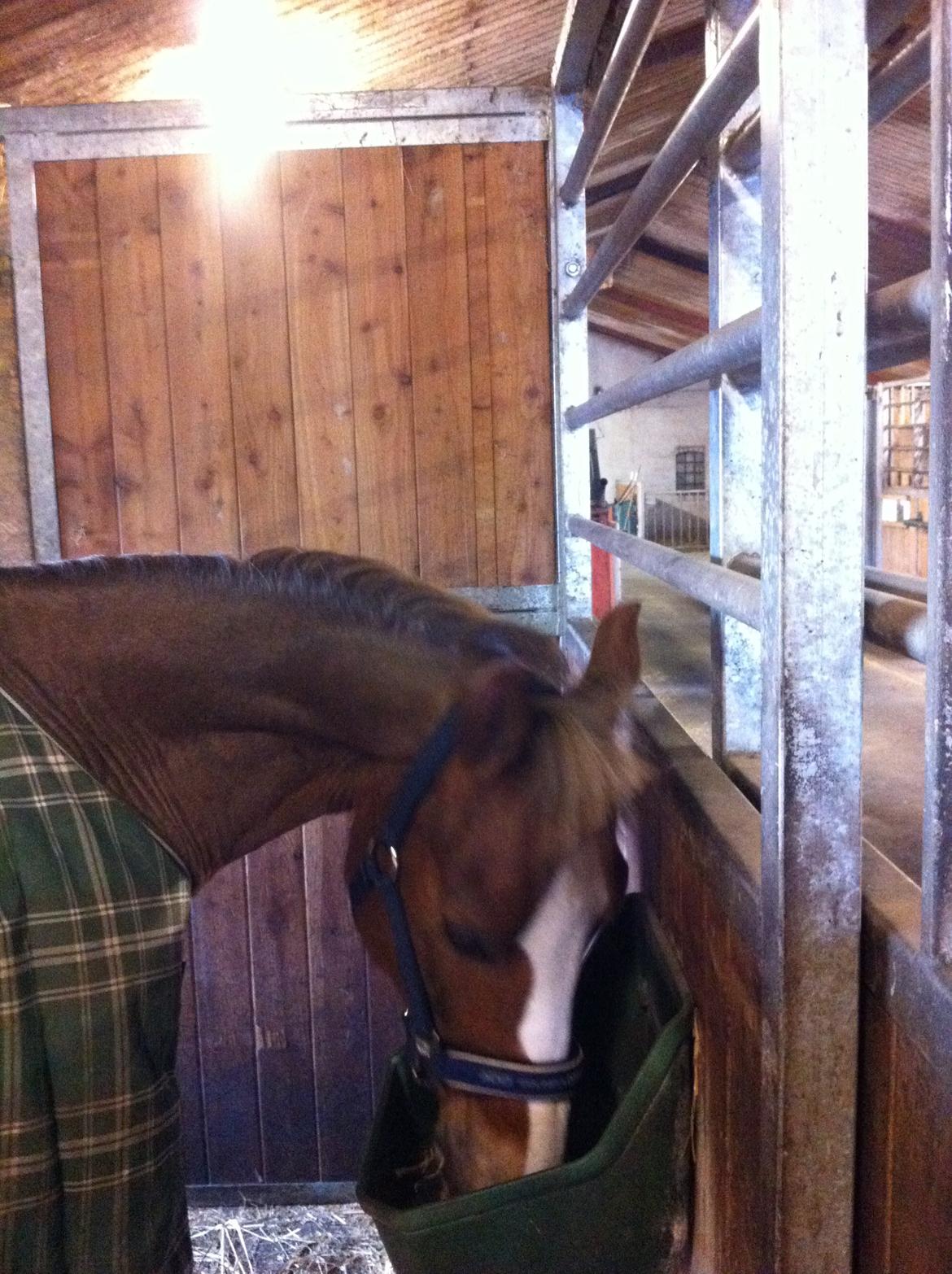 Hollandsk Sportspony U-Peter billede 8