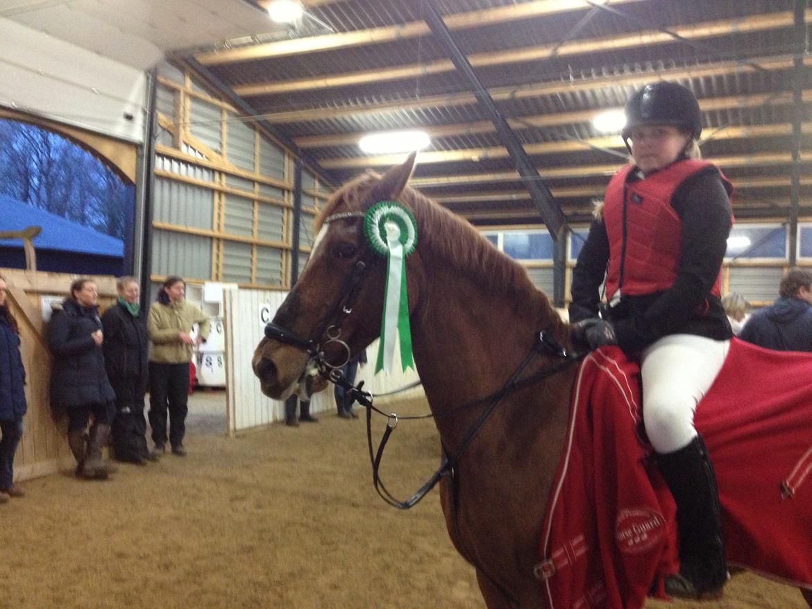 Irsk Sportspony Rivertown's rose billede 3