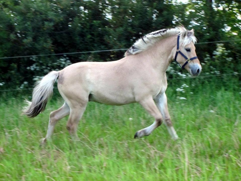 Fjordhest Oscar Vårby billede 26