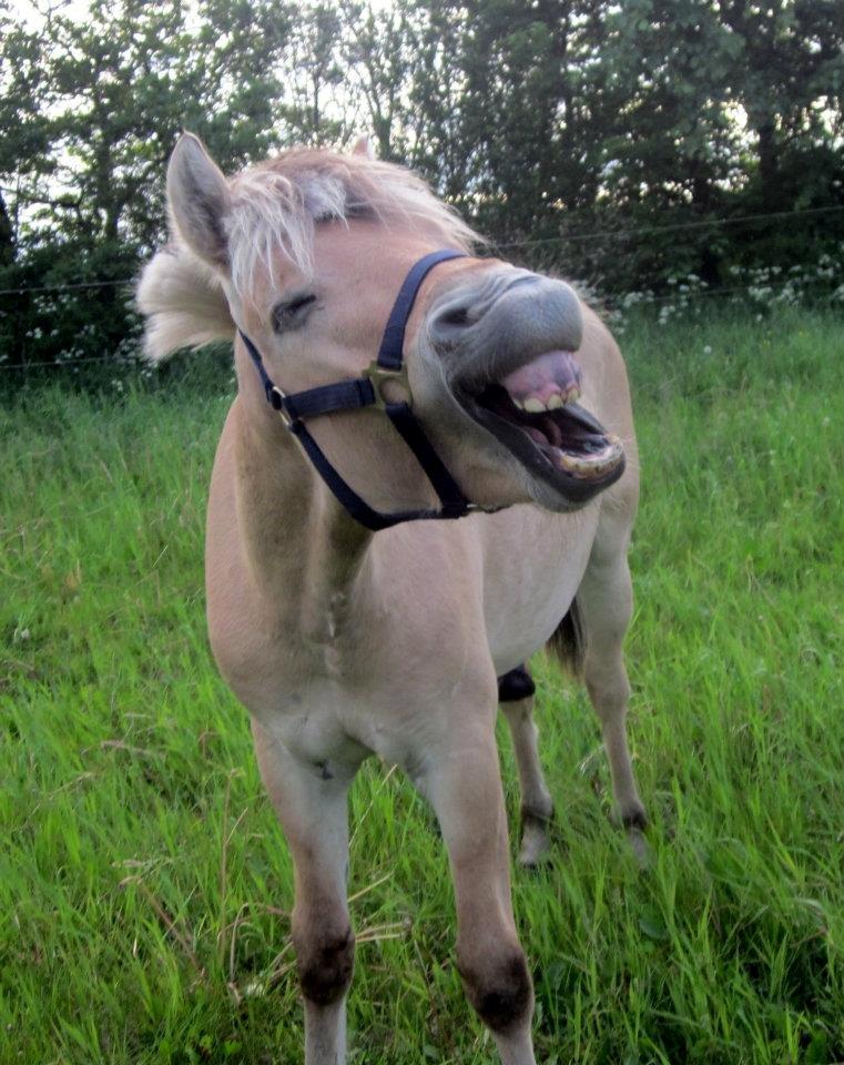 Fjordhest Oscar Vårby billede 25