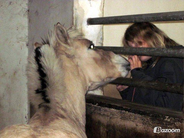 Fjordhest Oscar Vårby billede 39