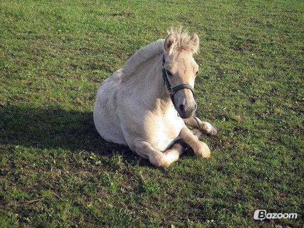 Fjordhest Oscar Vårby billede 28