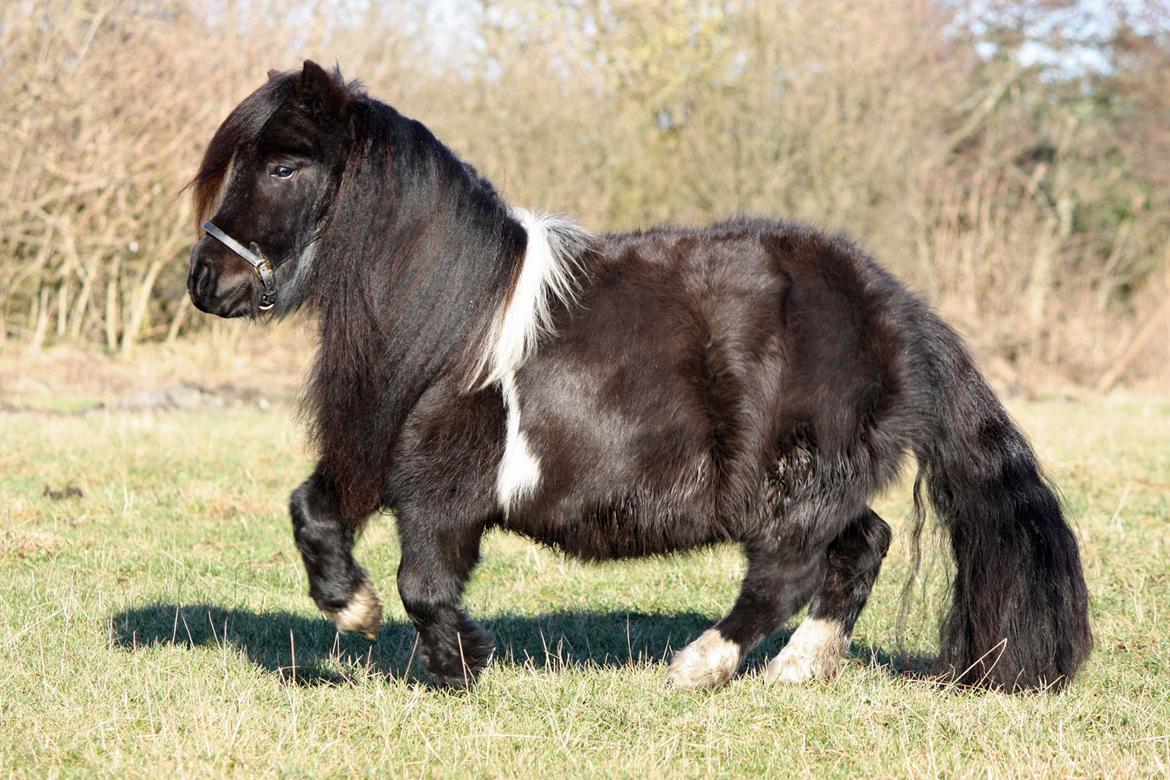 Shetlænder | Daisy v. Ziek billede 25