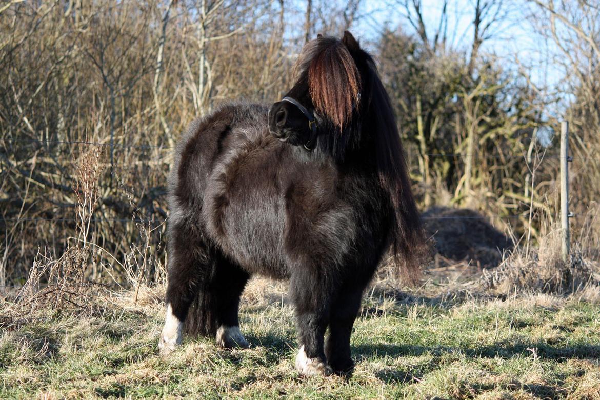 Shetlænder | Daisy v. Ziek billede 27