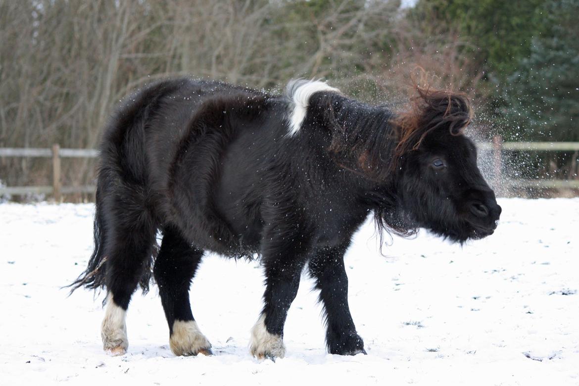 Shetlænder | Daisy v. Ziek billede 32