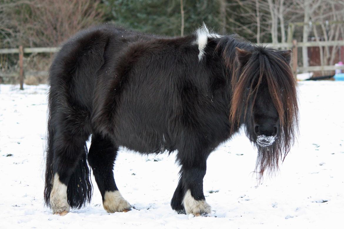 Shetlænder | Daisy v. Ziek billede 33