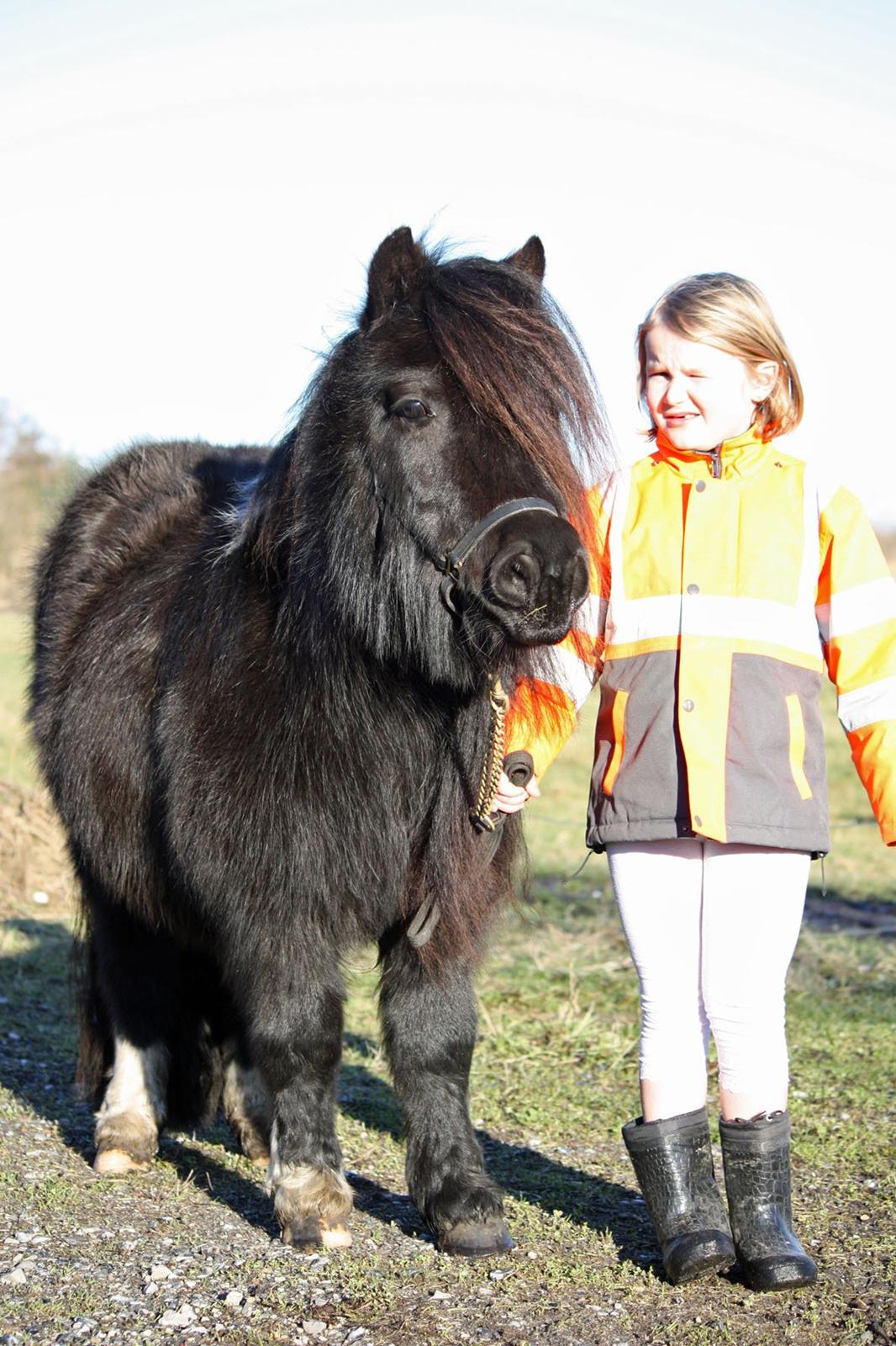 Shetlænder | Daisy v. Ziek billede 35