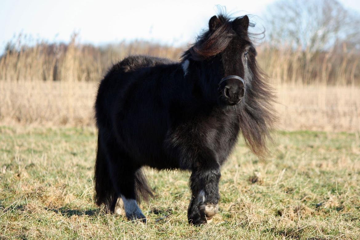 Shetlænder | Daisy v. Ziek billede 37