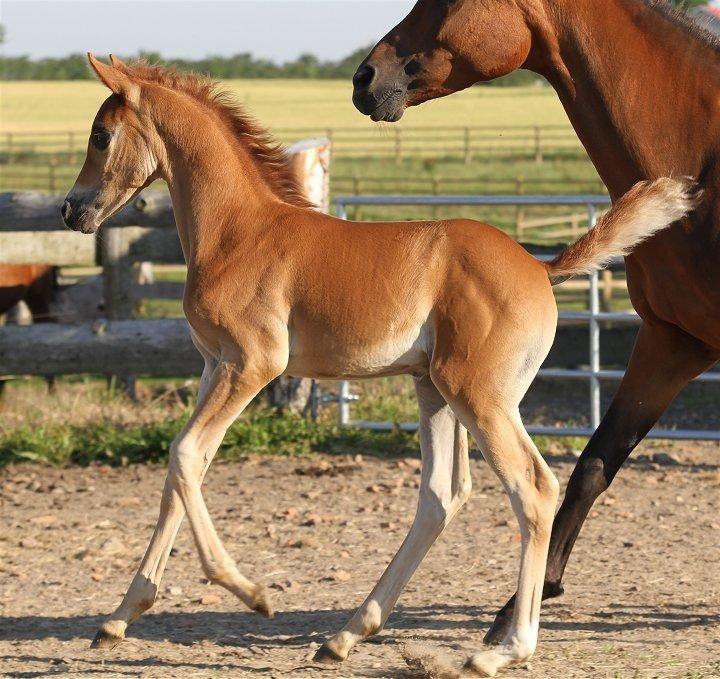 Arabisk fuldblod (OX) Chaklan Cosh billede 3