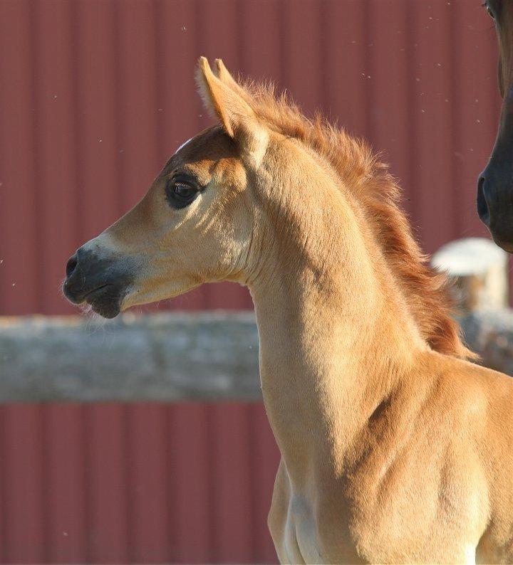 Arabisk fuldblod (OX) Chaklan Cosh - Taget af Charlotte, Davidson Arabians billede 1