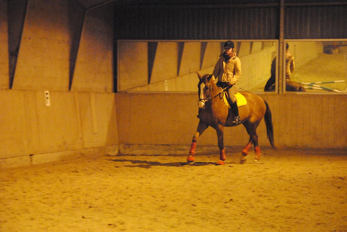 Hannoveraner Orson billede 17