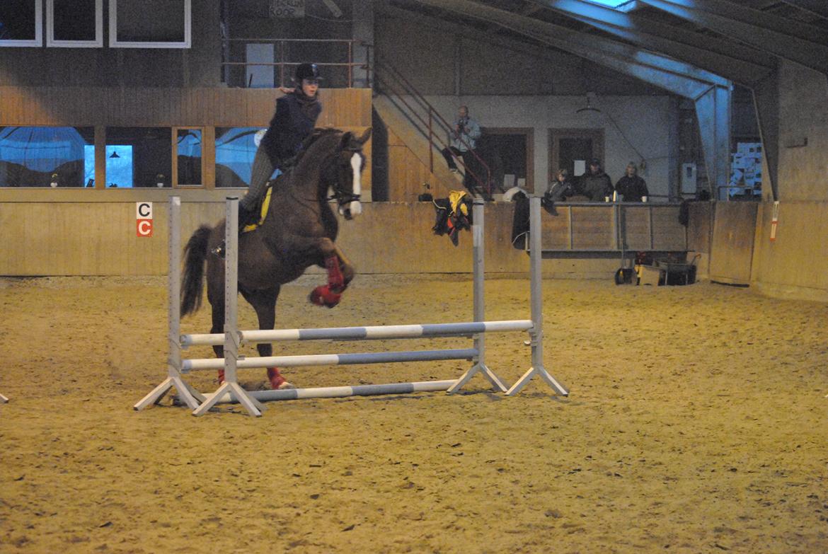 Hannoveraner Orson billede 18