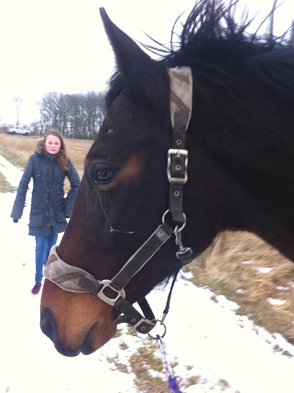 Oldenborg søstedgårds honey (pigen) billede 3