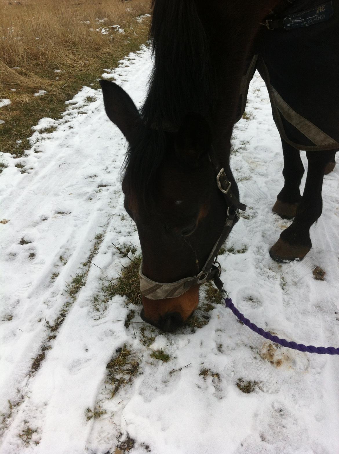 Oldenborg søstedgårds honey (pigen) billede 4
