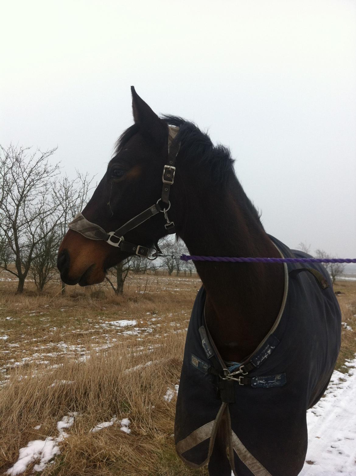 Oldenborg søstedgårds honey (pigen) billede 5