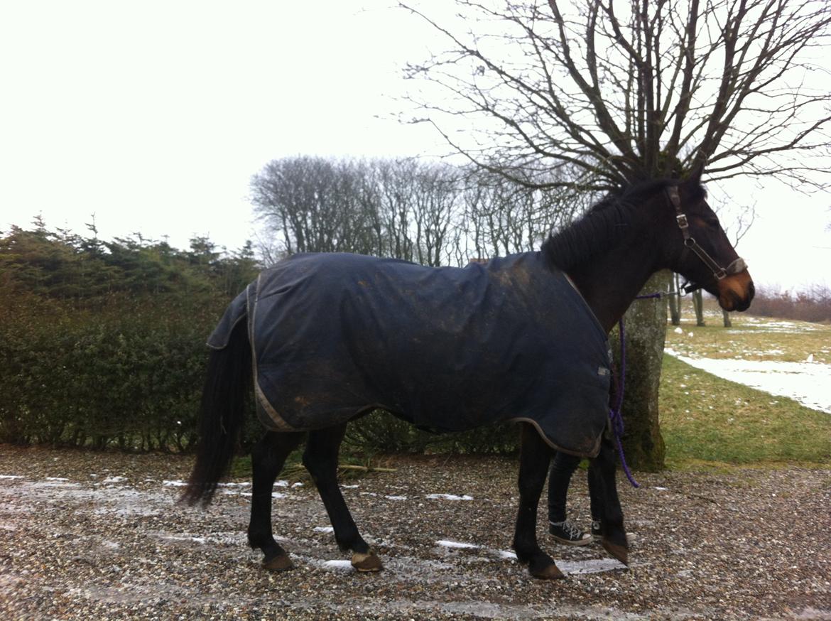 Oldenborg søstedgårds honey (pigen) billede 6