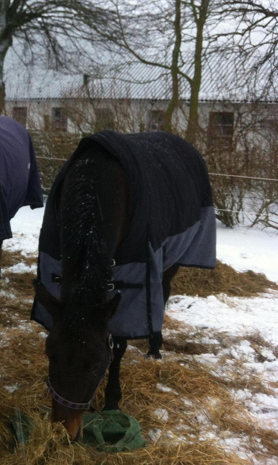 Oldenborg søstedgårds honey (pigen) billede 1