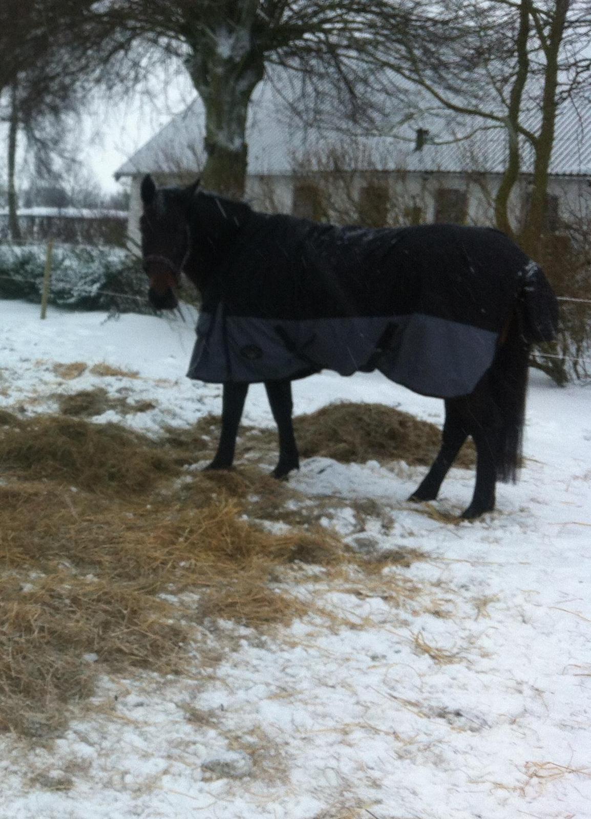 Oldenborg søstedgårds honey (pigen) billede 8