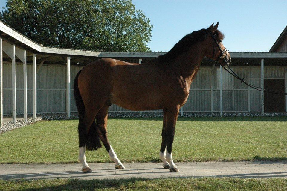 Holstener Chance billede 1